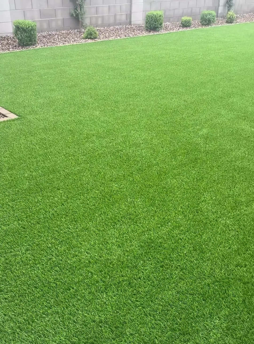 Rinsing artificial turf during a Turf Tune Up cleaning