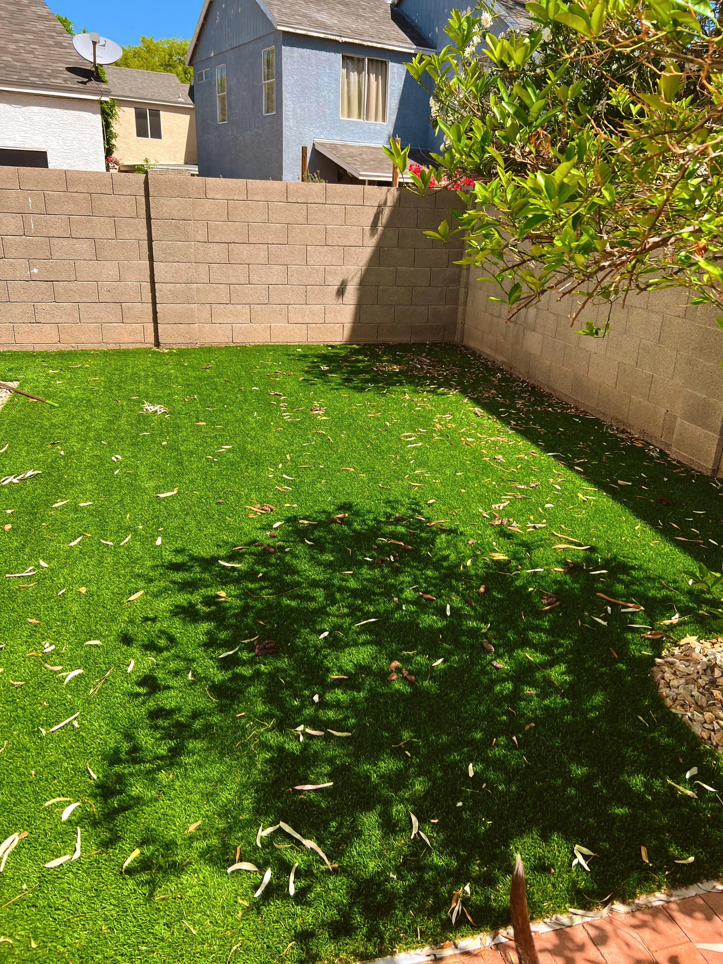 Turf Tune Up yard before cleaning